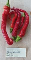 Samen Paprika Jimmy Nordelle 10 Stk.