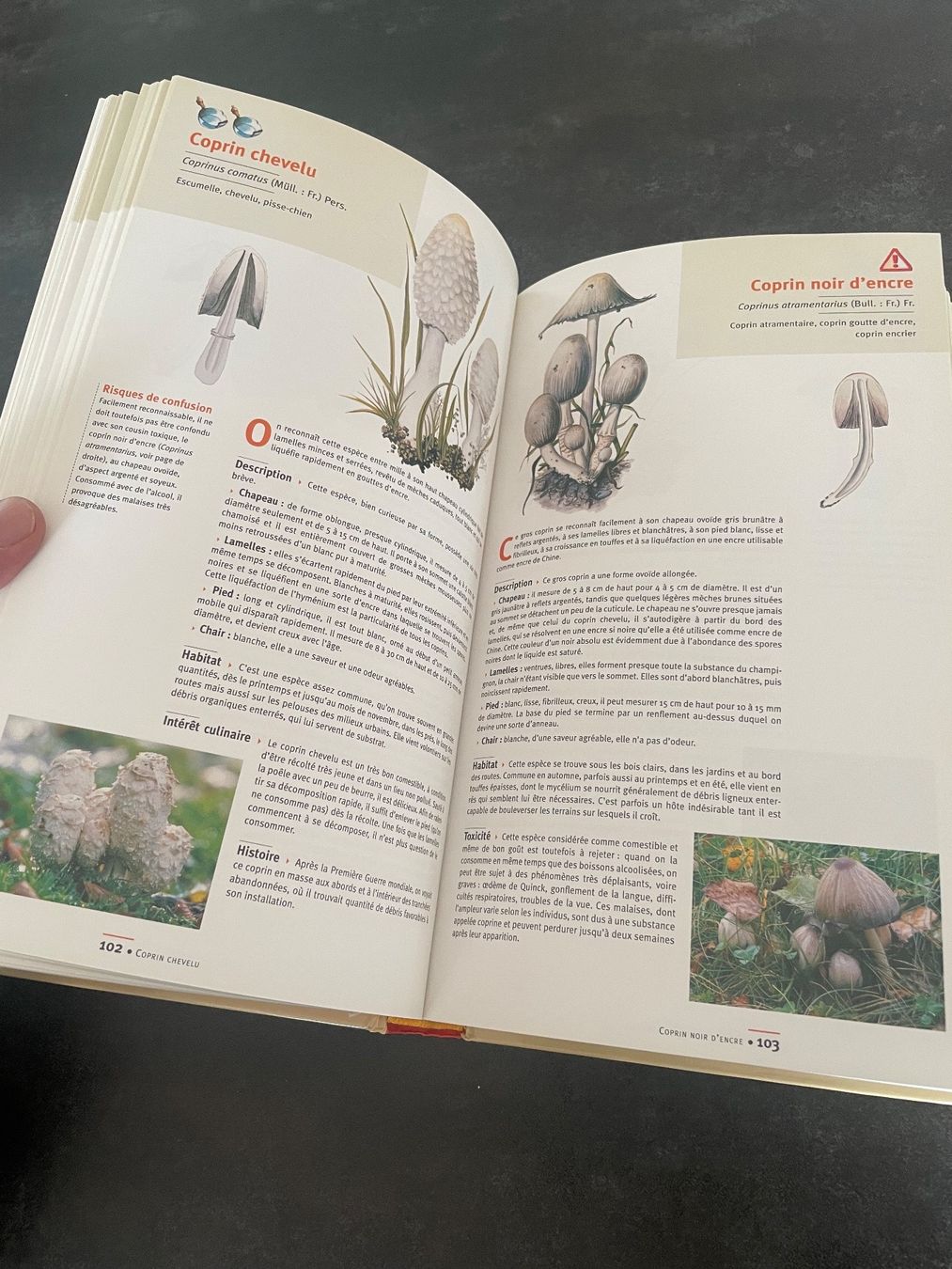 Libri: Livre Guide des Champignons – Usato da Vallamand venduto da Bricbracbroc82 7