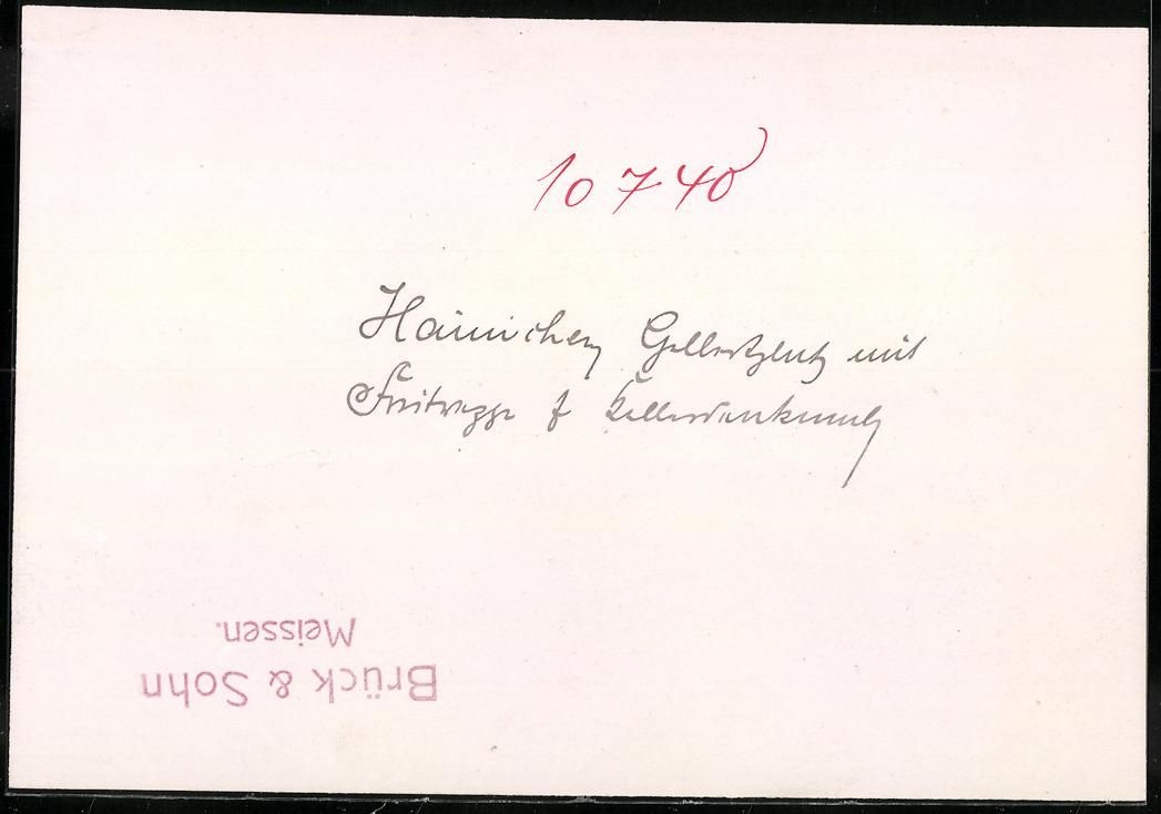 Fotografie & Manifesti: Fotografie Hainichen, Freitreppe mit Kel – Usato da Berlin venduto da bartko-reher 1