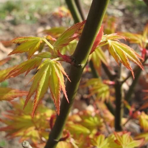 Piante & sementi: Erable du Japon 'Orange Dream'  20cm – Nuovo (secondo la descrizione) da Bremblens venduto da FIBONACCI369 3