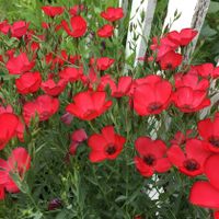200 Lein Samen LINUM RUBRUM