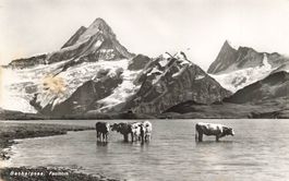 Grindelwald (BE) Bachalpsee mit Faulhorn