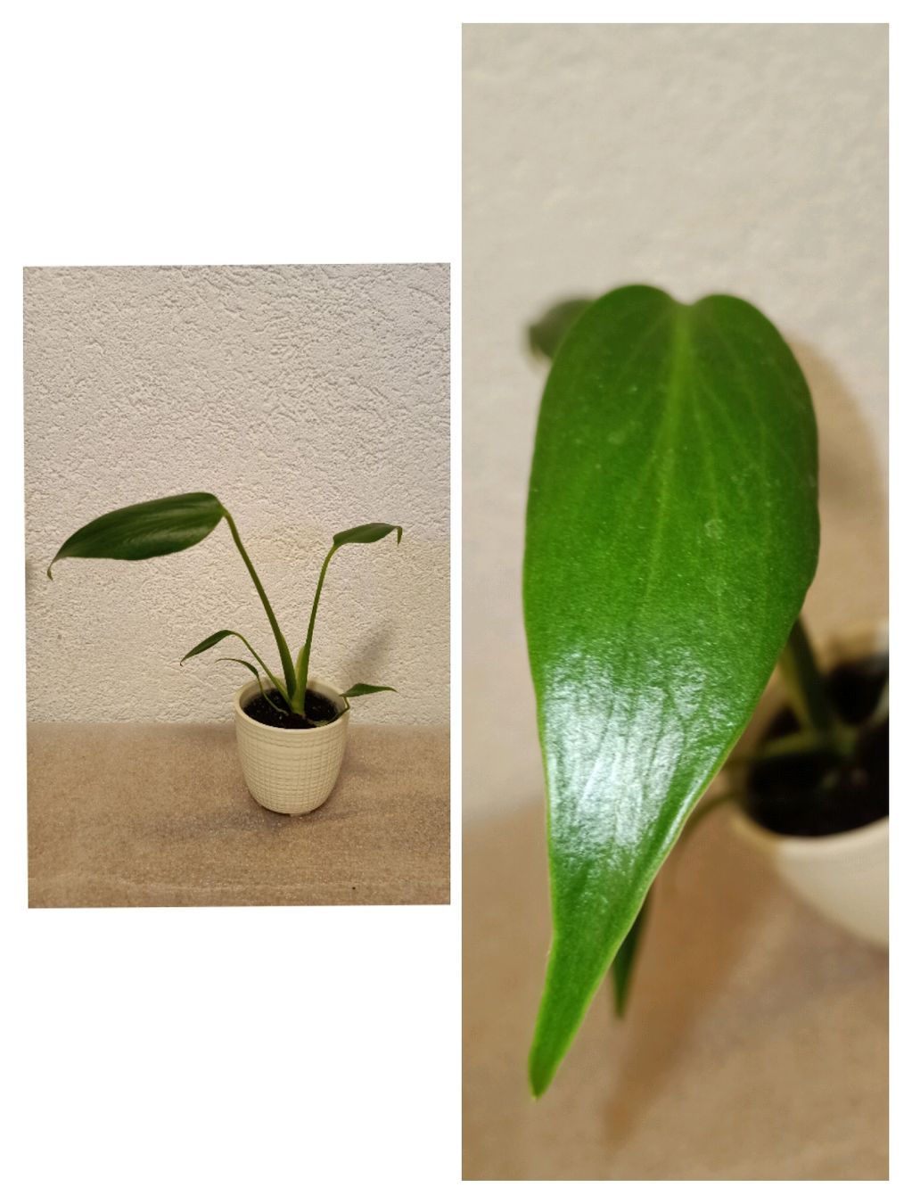 Piante & sementi: Monstera Burle Marx Flame – Nuovo (secondo la descrizione) da schöftland venduto da UniquePlants