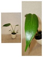 Monstera Burle Marx Flame
