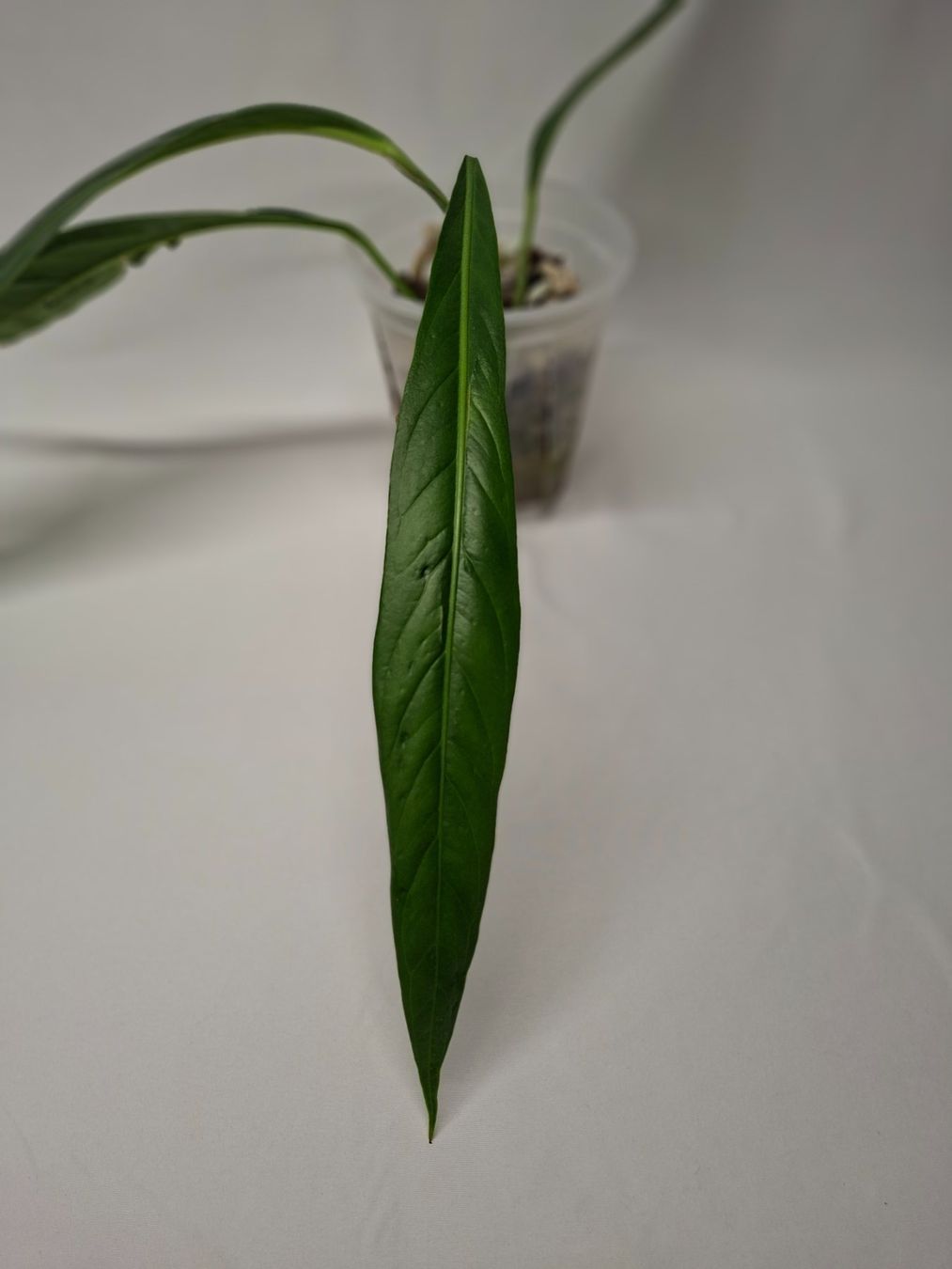 Piante & sementi: Anthurium Big Bill – Usato da Fahrweid venduto da Zingwei88 2