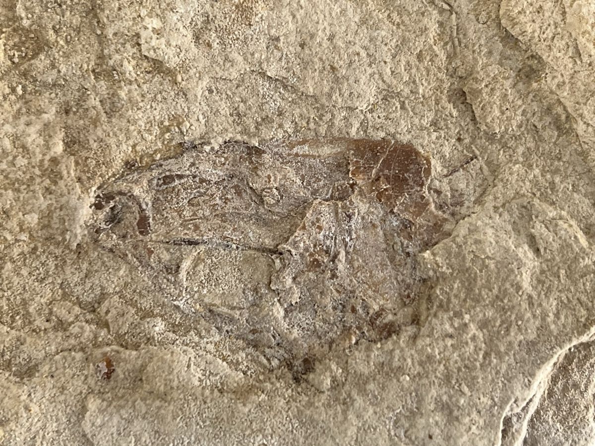 Fossiles: Fossil – D'occasion à Wetzikon ZH par seli03 1