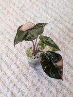 Alocasia Serendipity Pink Variegata
