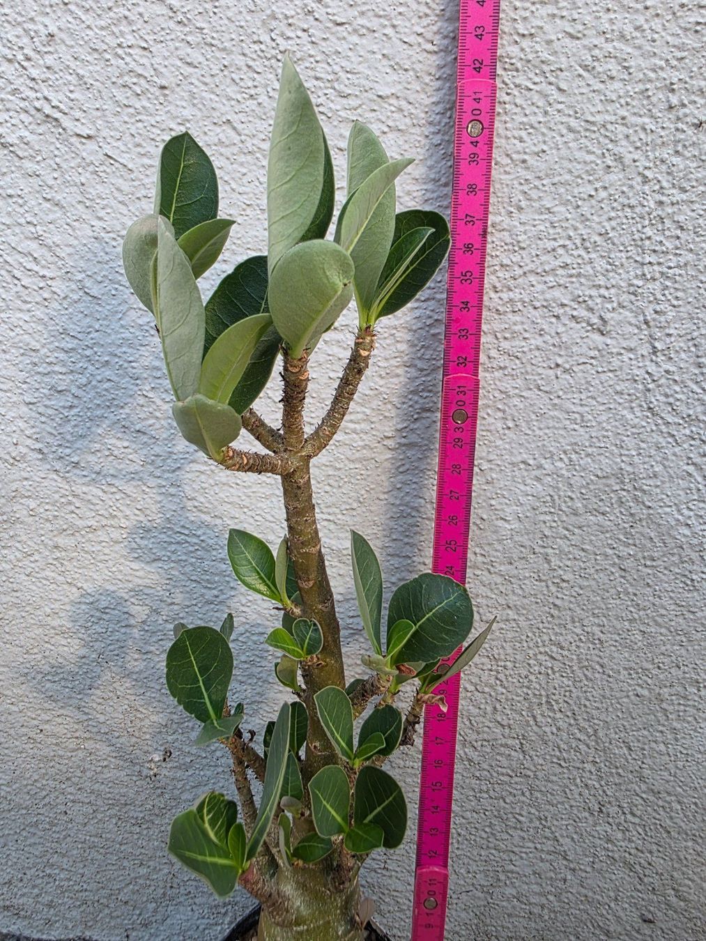 Piante & sementi: Adenium arabicum "MKMK" / Wüstenrose – Nuovo (secondo la descrizione) da Thalheim venduto da silvara01 2