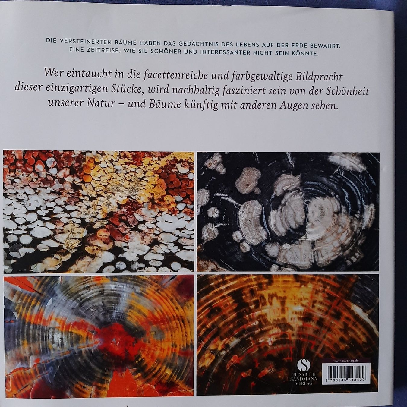 Libri: Das Gedächtnis der Bäume – Nuovo (secondo la descrizione) da Wünnewil venduto da Bear78 1