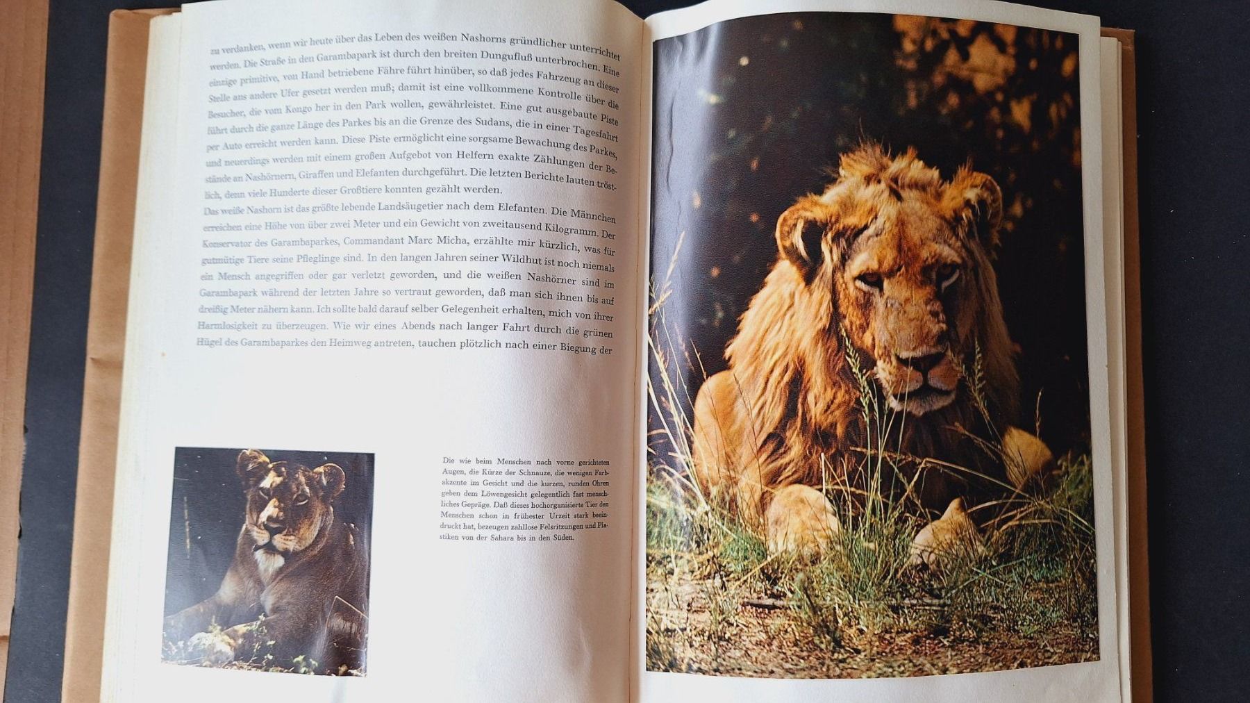 Libri: Wildtiere im Kongo,  Silva Buch – Usato da Zürich venduto da t24_de 4