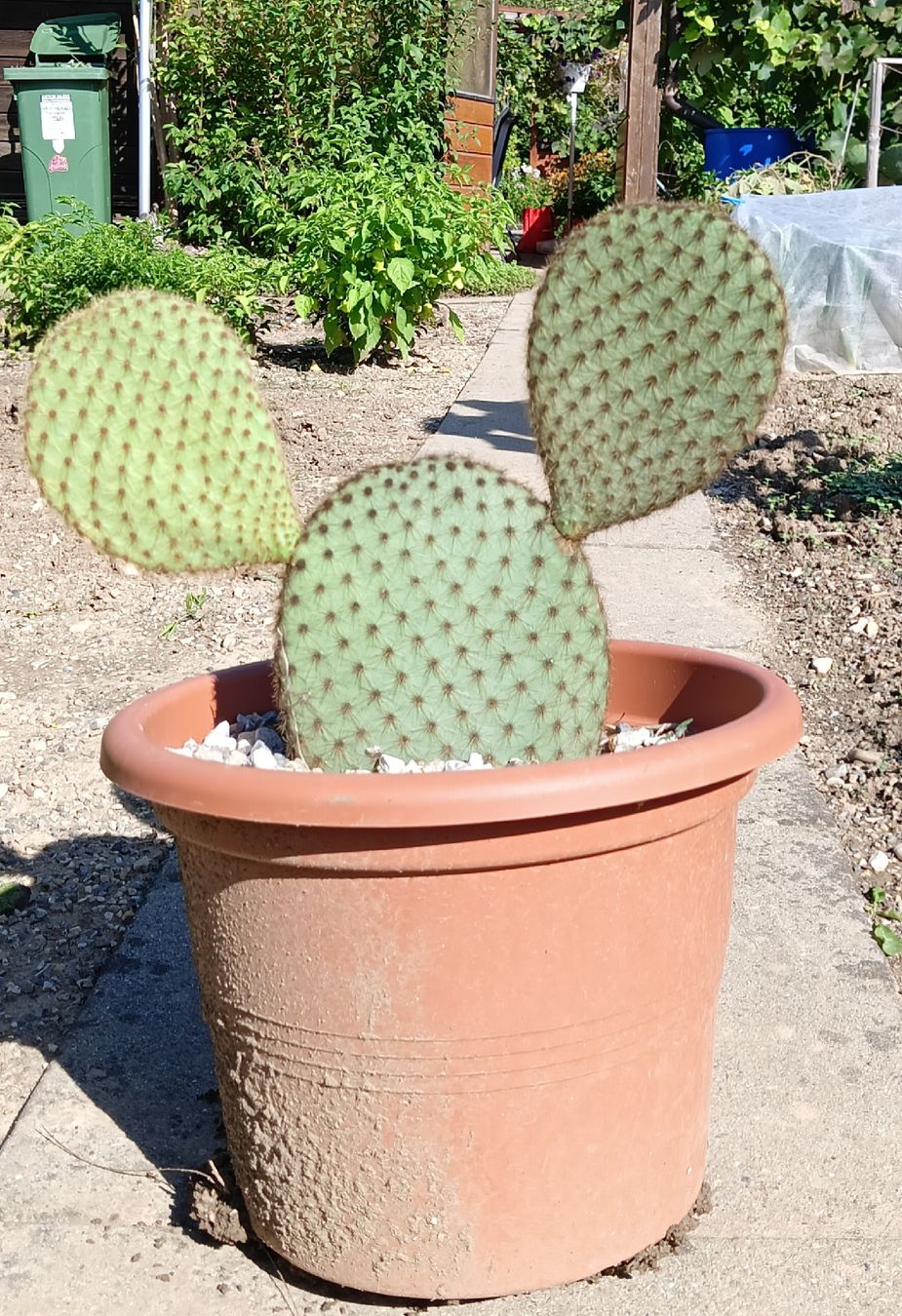 Piante & sementi: Opuntia Scheeri – Nuovo (secondo la descrizione) da Augst BL venduto da Betsileo