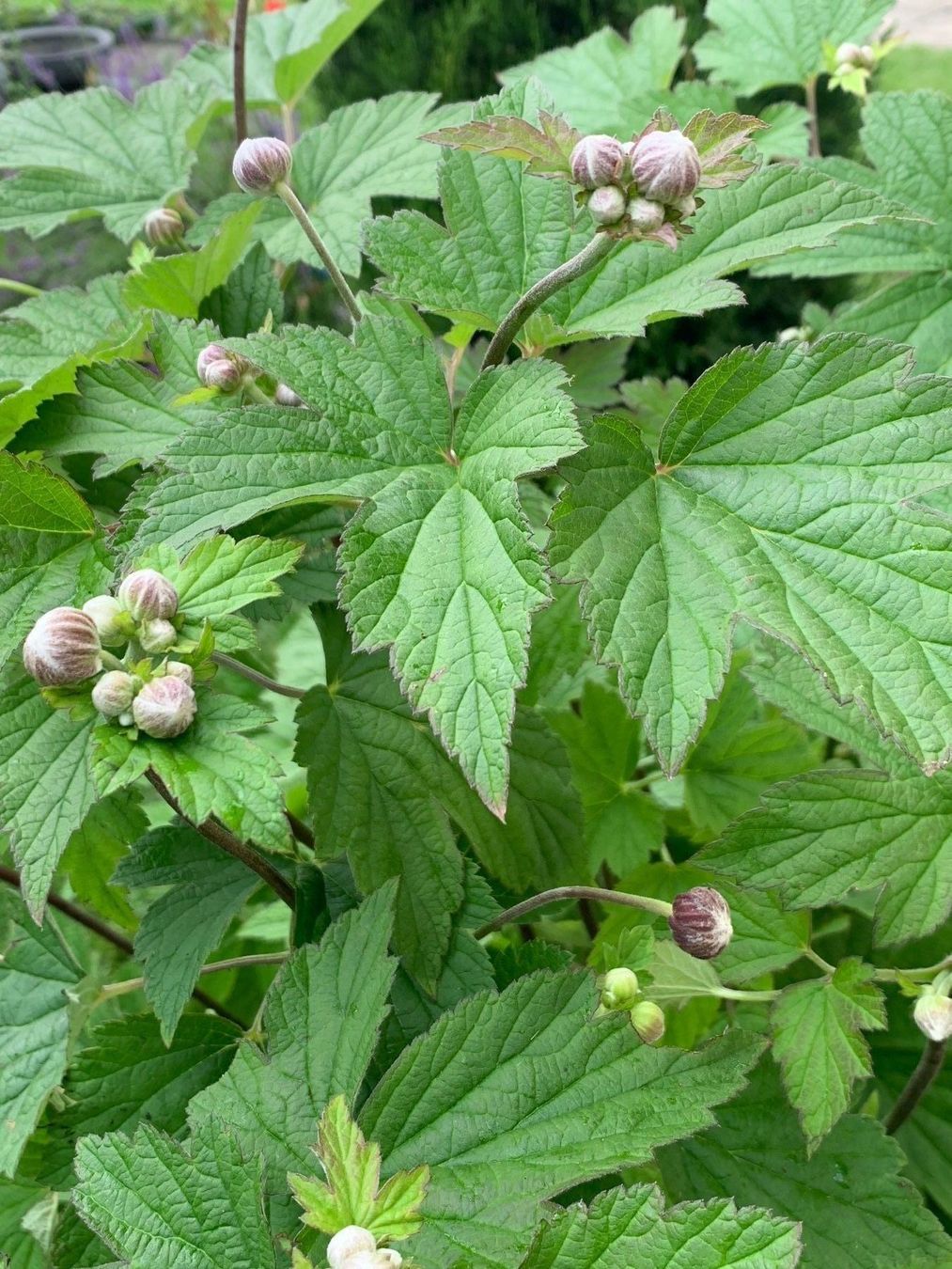 Piante & sementi: 2 Herbstanemonen rosa - Gartenpflanze winterhart – Nuovo (secondo la descrizione) da Auenstein venduto da mar_8mxd 3