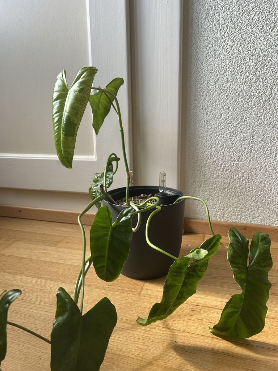 Pflanzen & Samen: Zwei Philodendron Paradiso Verde Steckling – Gebraucht aus Zürich von fabuulois