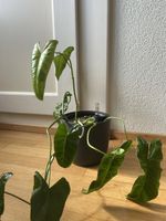 Zwei Philodendron Paradiso Verde Steckling