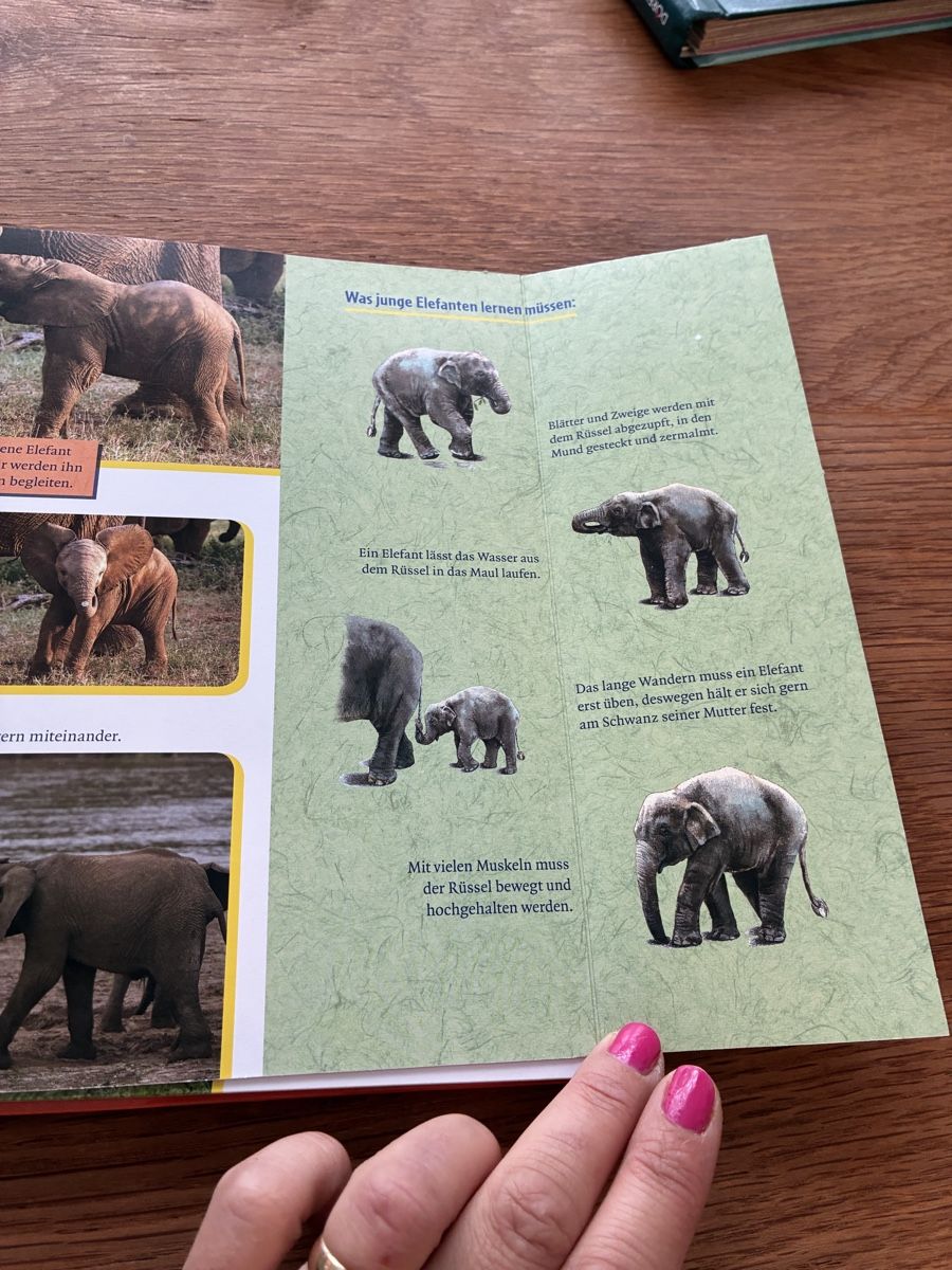 Libri: Kinderbuch Der kleine Elefant wird gross Ellermann – Usato da Wettingen venduto da ric_xm6x 3