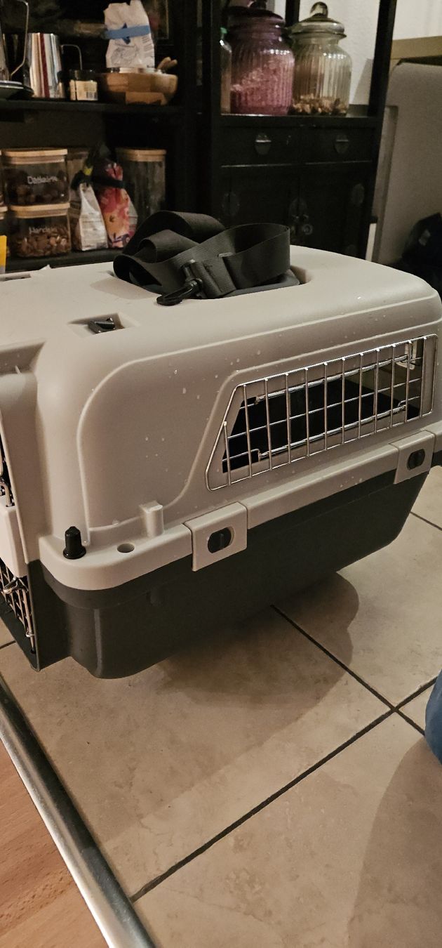 Gabbie, trasporto & Sicurezza: transportbox katzen – Nuovo (secondo la descrizione) da kloten venduto da larjssa 1