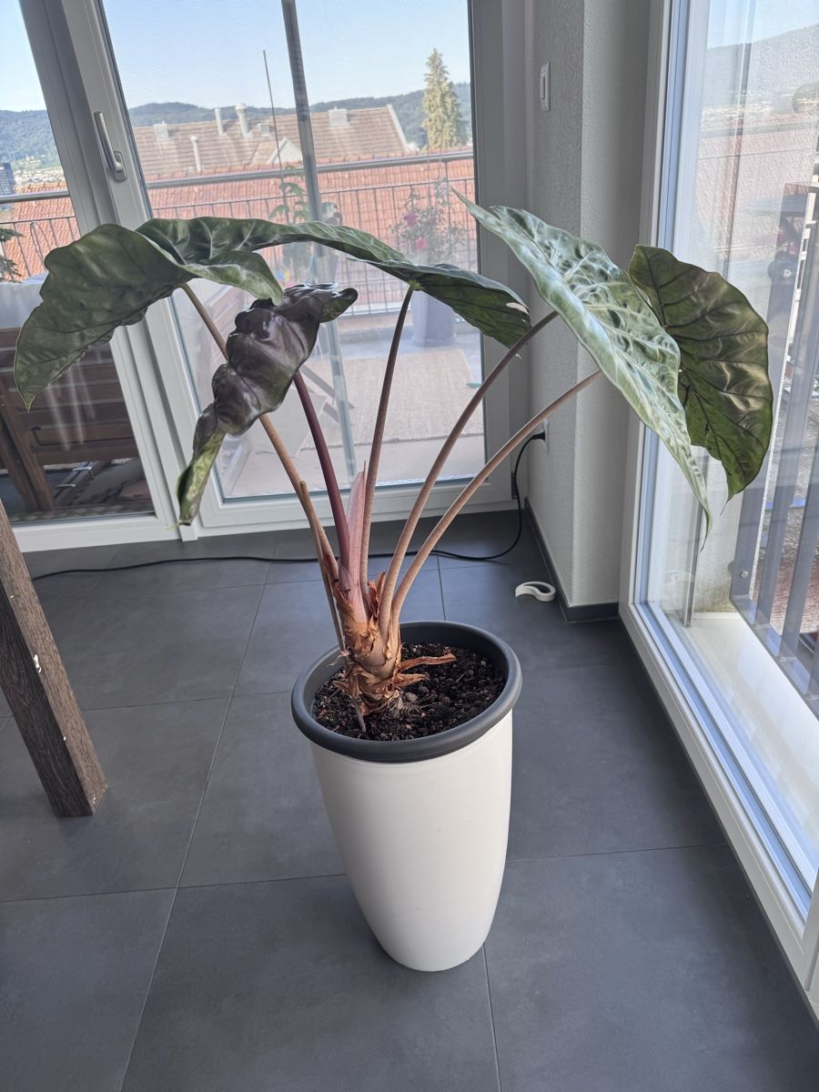 Piante & sementi: Alocasia Rosa Dragon – Usato da Zürich venduto da lui_ns5h 3