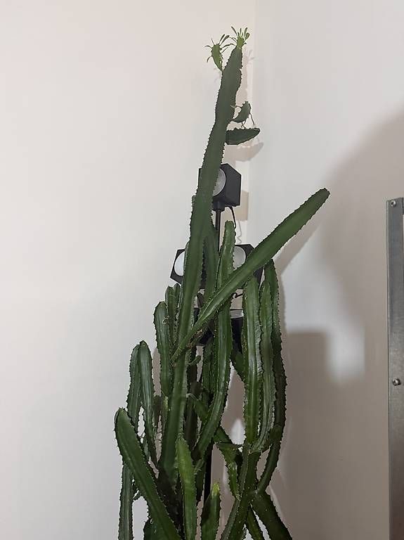 Plantes & graines: Euphorbia grande – D'occasion à lugano par can_zkx8