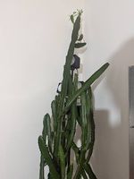 Euphorbia grande