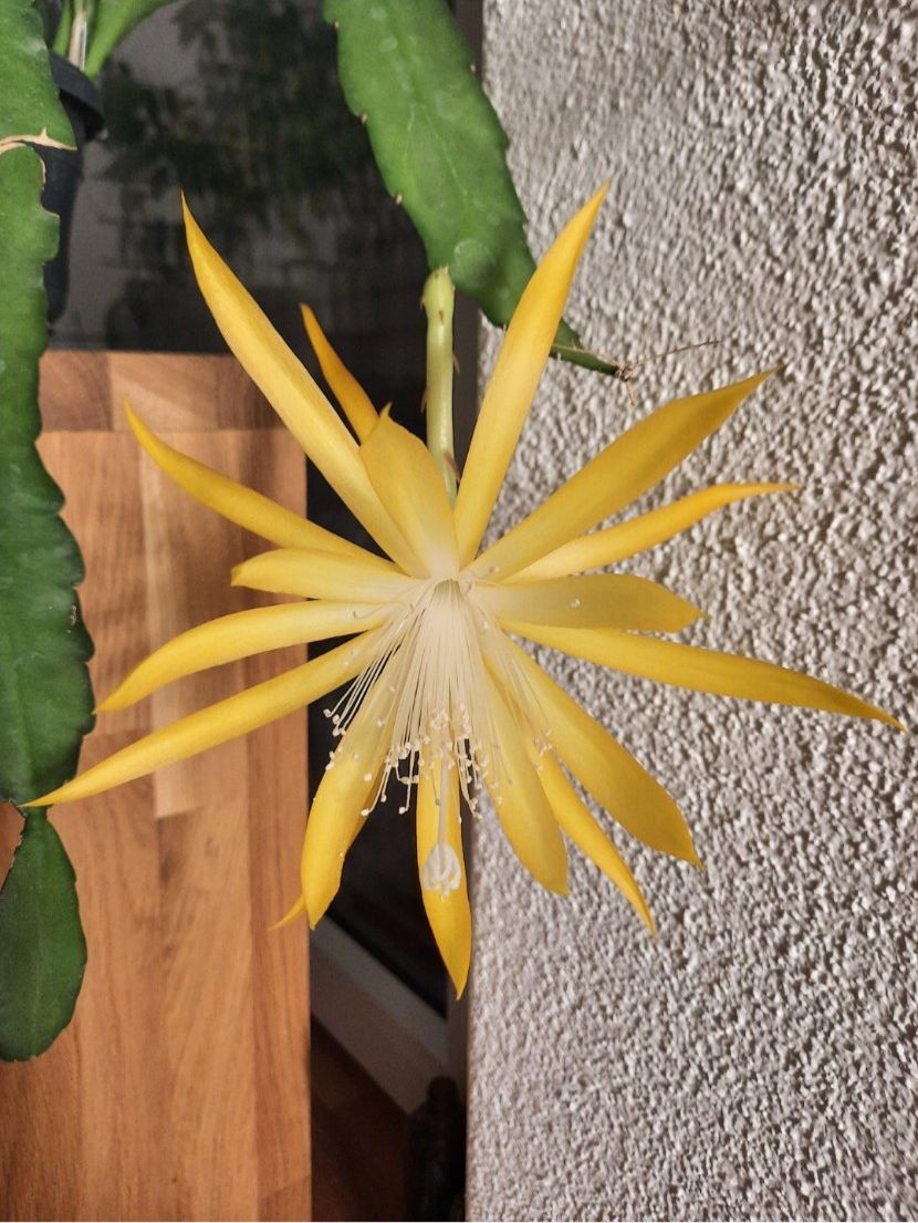 Plantes & graines: Epiphyllum Frühlingsgold – D'occasion à Waltenschwil par PlantAddict 2