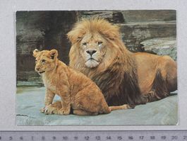 Zürich, Zoo, 1975, Löwe