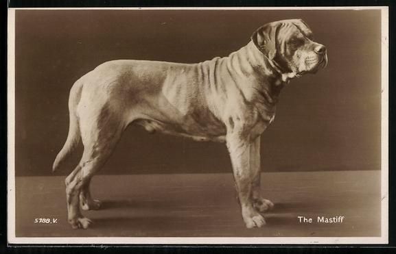 Cartoline postali: Grosser Mastiff mit aufmerksamem Blick,  – Usato da Berlin venduto da bartko-reher