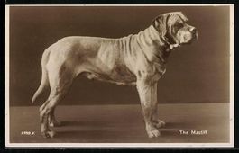 Grosser Mastiff mit aufmerksamem Blick, 