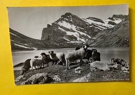 Gemmi Pass Scahfenherde les moutons Cachet K Lenk 22.07.1960