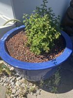 Blauer Keramiktopf mit Pflanze, ideal für den Sommer 🪴