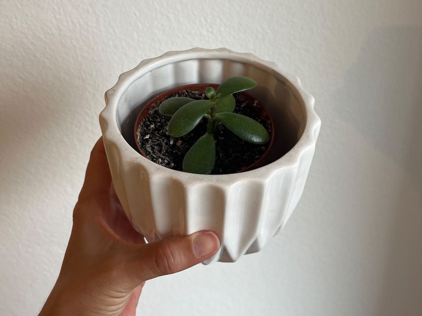 Piante & sementi: Geldbaum Setzling (Crassula) mit Topf – Nuovo (secondo la descrizione) da Zürich venduto da vintage_for_you