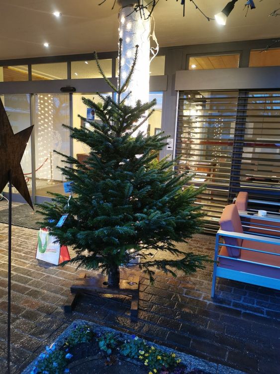 Weihnachtsbäume: Weihnachtsbaum zum Spendenzweck – Gebraucht aus Grüningen von