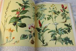 Antikes Kinderbuch J. Staubs Bilderbuch, 3. Band 1923!