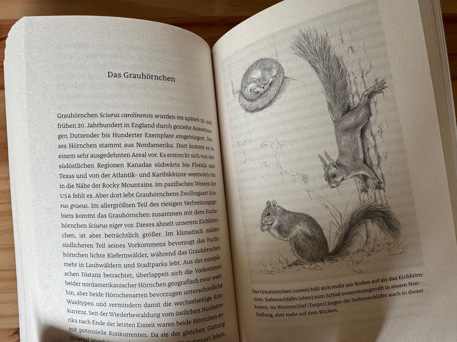 Bücher: Das Leben der Eichhörnchen Buch Josef H. Reichholf – Gebraucht aus Berg am Irchel von Zweiti_Chance 2