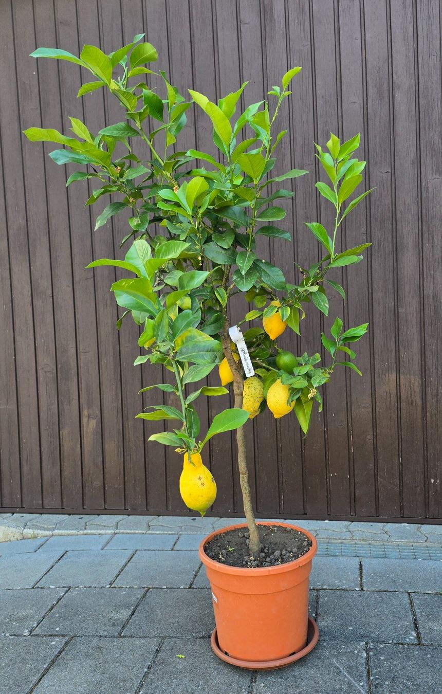 Pflanzen & Samen: Zitronenbaum mit Früchten – Gebraucht aus Aarburg von popkorn65 5