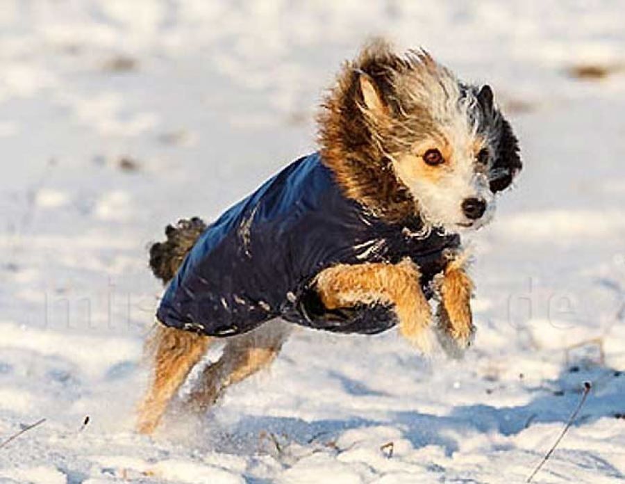 Bekleidung: Hundemantal Kitzbühl  Grösse  S – Neu und originalverpackt aus St. Gallen von schnaeppchen-preise