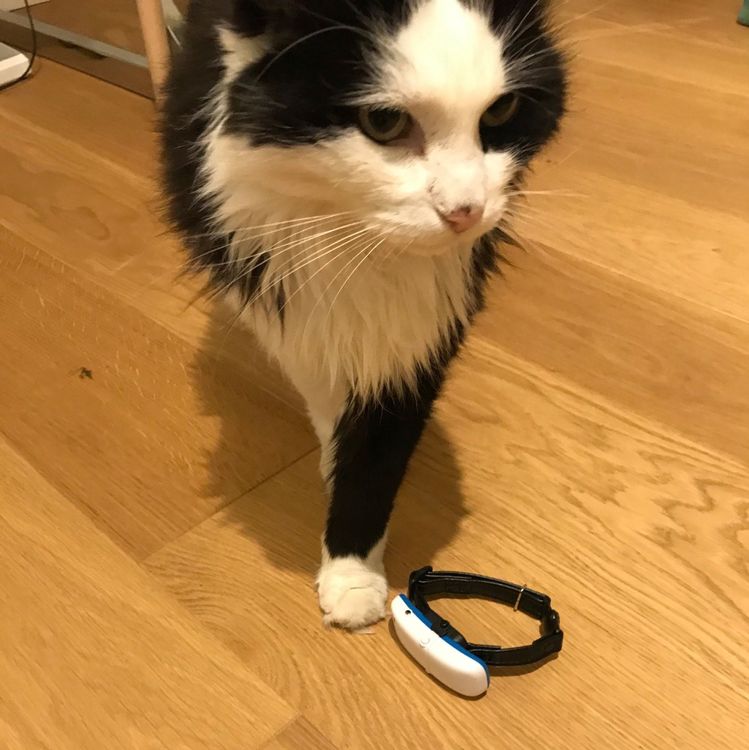 GPSTracker für Ihre Katze Kaufen auf Ricardo