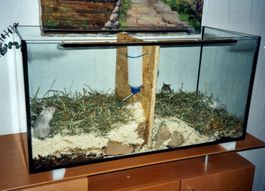 Terrarium für Rennmäuse Gerbils Zucht