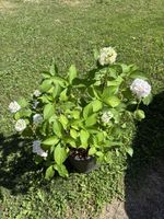 Hortensie weiss im Topf .ca 60cm h.