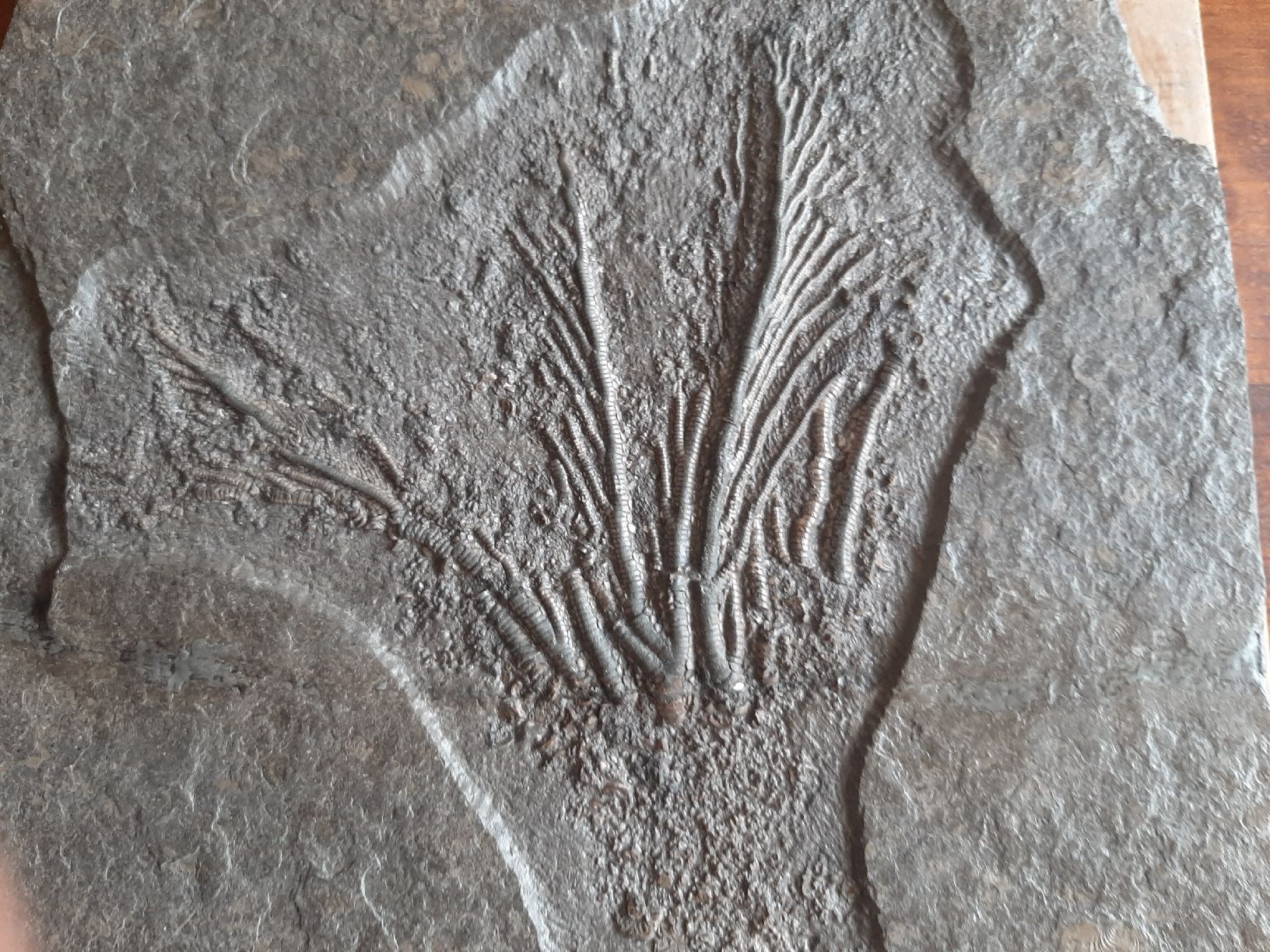 Fossilien: fossilie Seelilie Deutschland – Gebraucht aus Rickenbach BL von Oktober68 1
