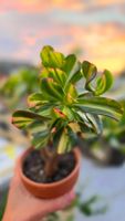 Crassula ovata "Return of Beauty"🌸