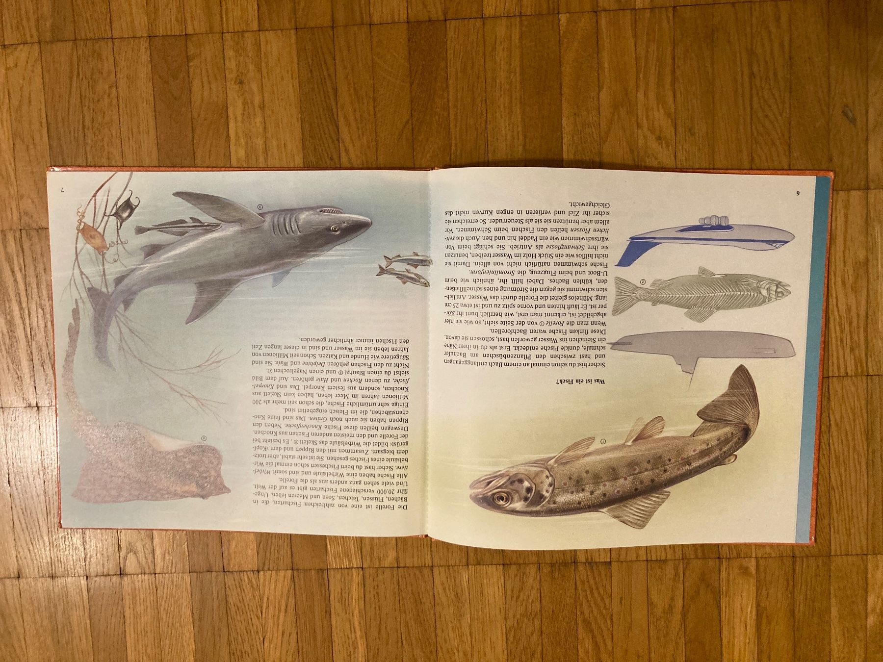 Libri: Die Fisch-Uhr – Usato da Winterthur venduto da Quilterin 3