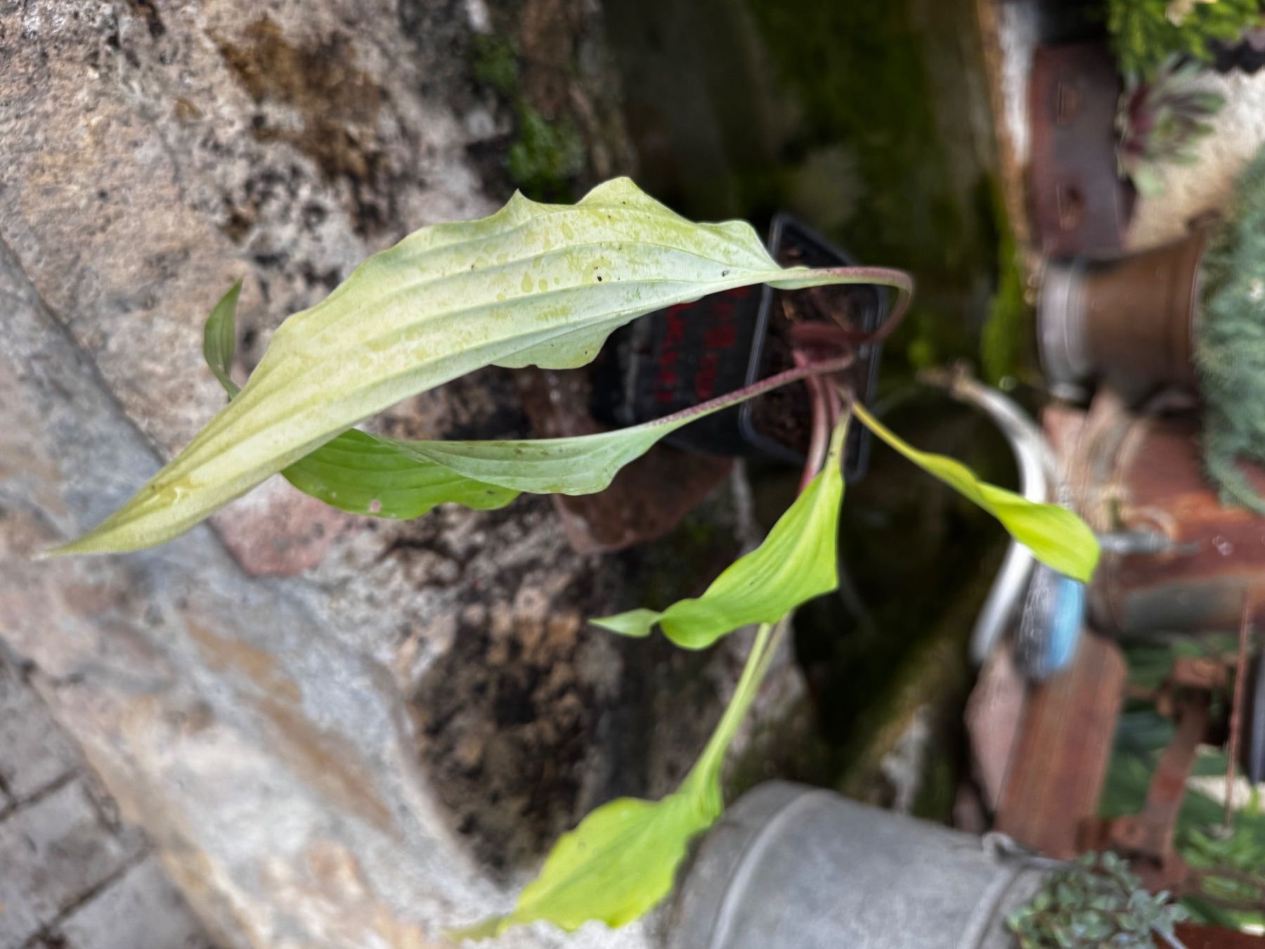 Plantes & graines: Hosta Yellow Waves – D'occasion à Lajoux JU par Briard0