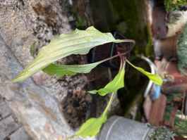 Hosta Yellow Waves