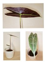 Alocasia Longiloba Silver