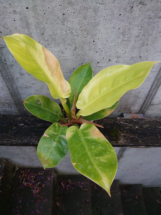 Philodendron Moonlight Plant in a Cement Pot – Plants & Plants Supercentre