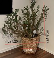 Grosse Crassula ovata Geldbaum