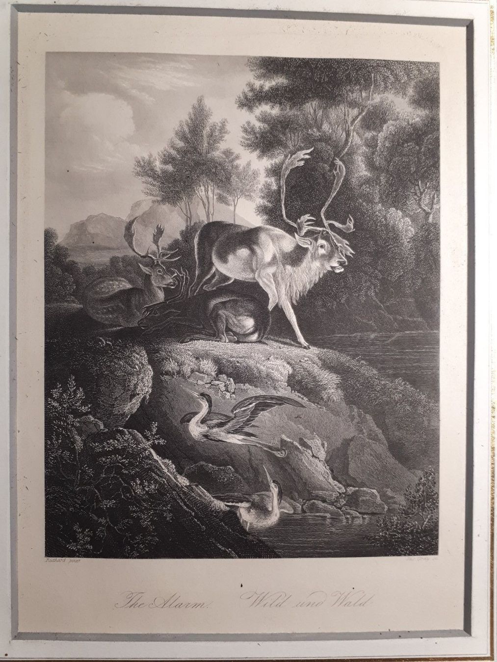 Gravures: Wild und Wald – D'occasion à Dietikon par Buchantiqdietikon 1