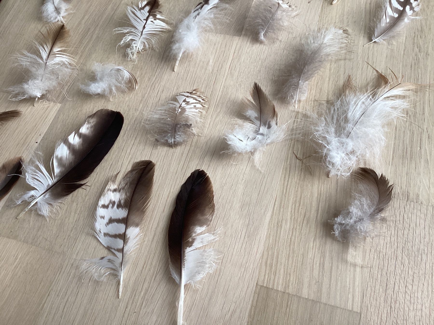 Welt der Tiere: Rotmilan und Mäusebussard Federn 1 – Gebraucht aus Flawil von Barschfreak 3