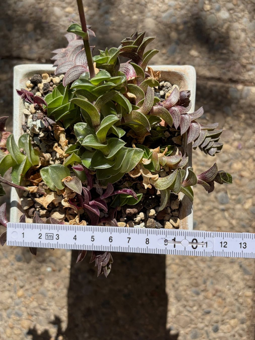 Plantes & graines: Callisia - Tradescantia navicularis – Neuf (Voir description) à Winterthur par Aniger 4