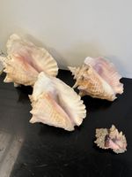 Lot de 4 grands coquillages naturel